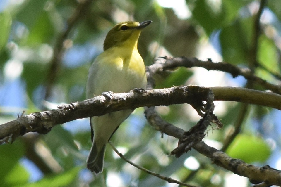 Viréo à gorge jaune - ML163801541