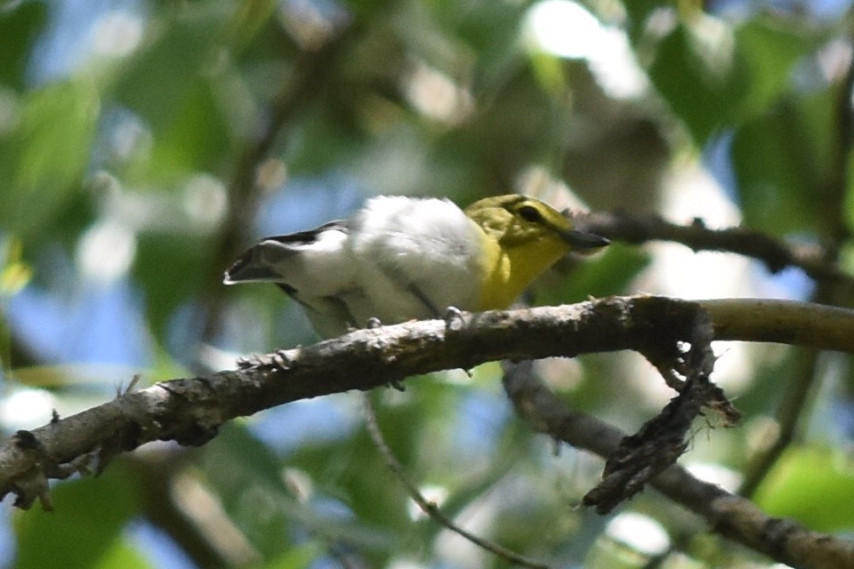 Viréo à gorge jaune - ML163801551