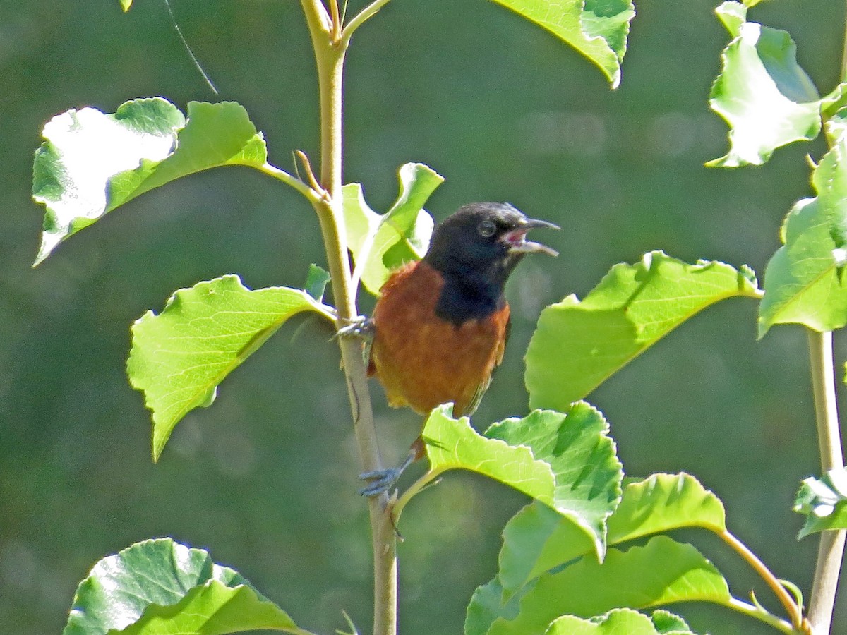 Orchard Oriole - ML163801721