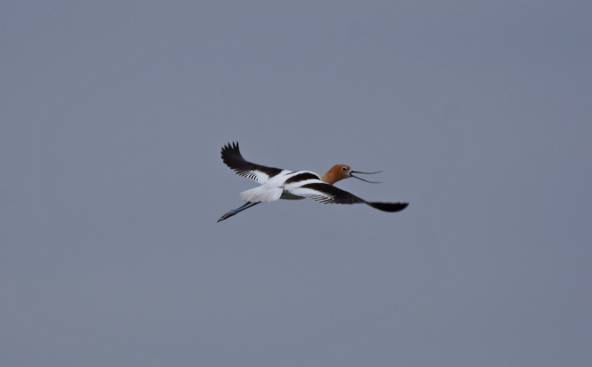 American Avocet - ML163803841