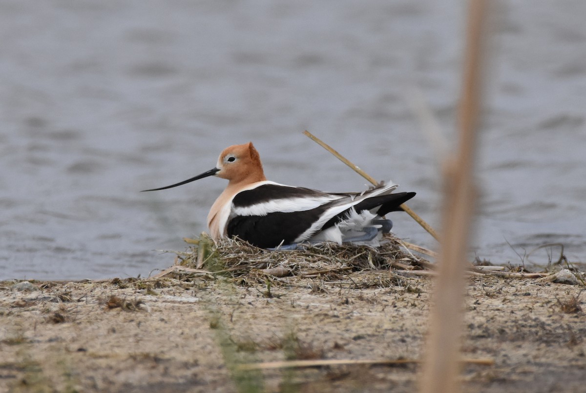 American Avocet - ML163804251