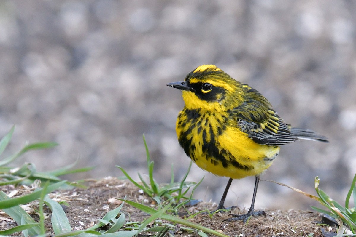 Yellow-rumped Warbler - Yves Darveau