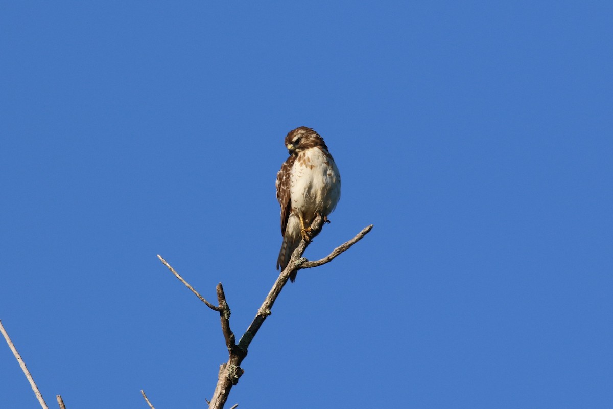 Broad-winged Hawk - ML163806781