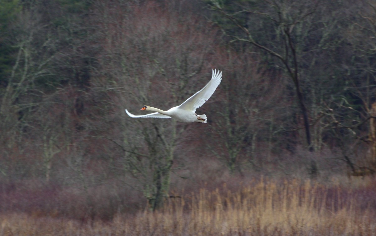 Mute Swan - Nicolas Main