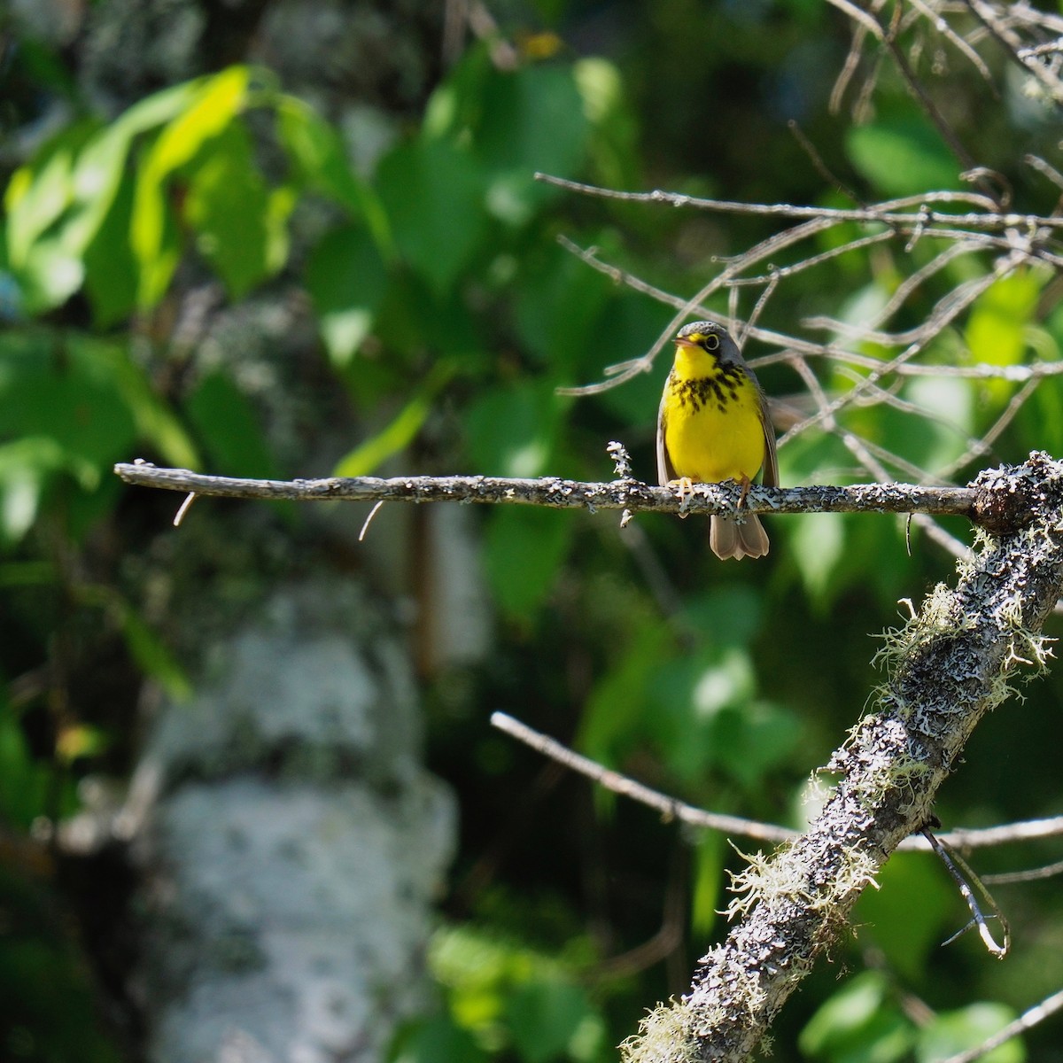 Canada Warbler - ML163810041