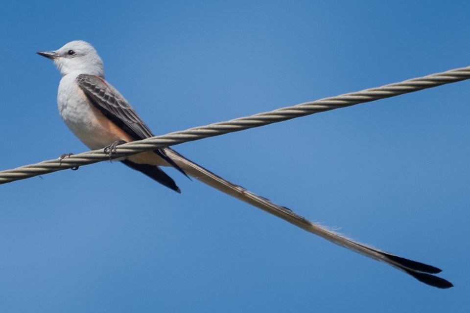 Scissor-tailed Flycatcher - ML163811721