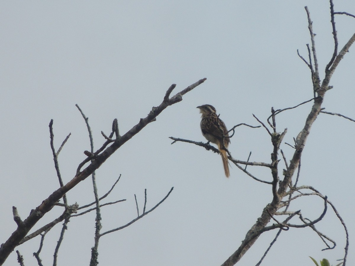 Striped Cuckoo - ML163811821