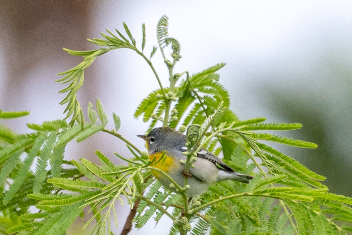 Northern Parula - ML163812071