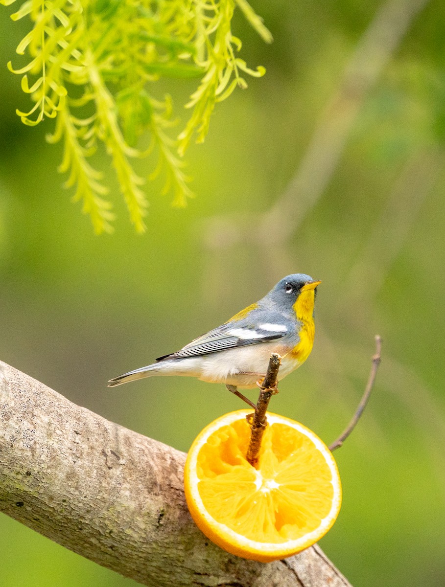 Northern Parula - Nancy Wolf