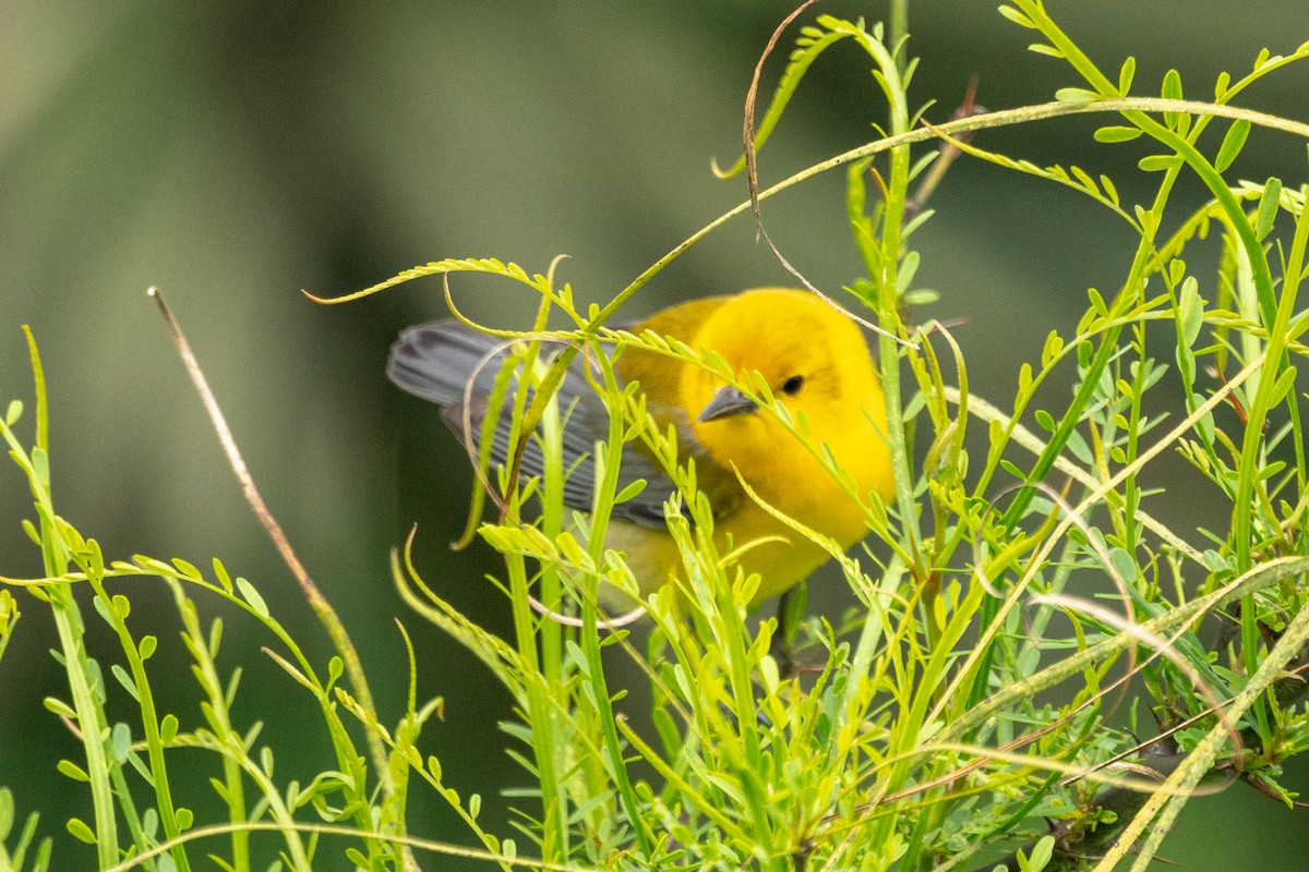 Prothonotary Warbler - Nancy Wolf