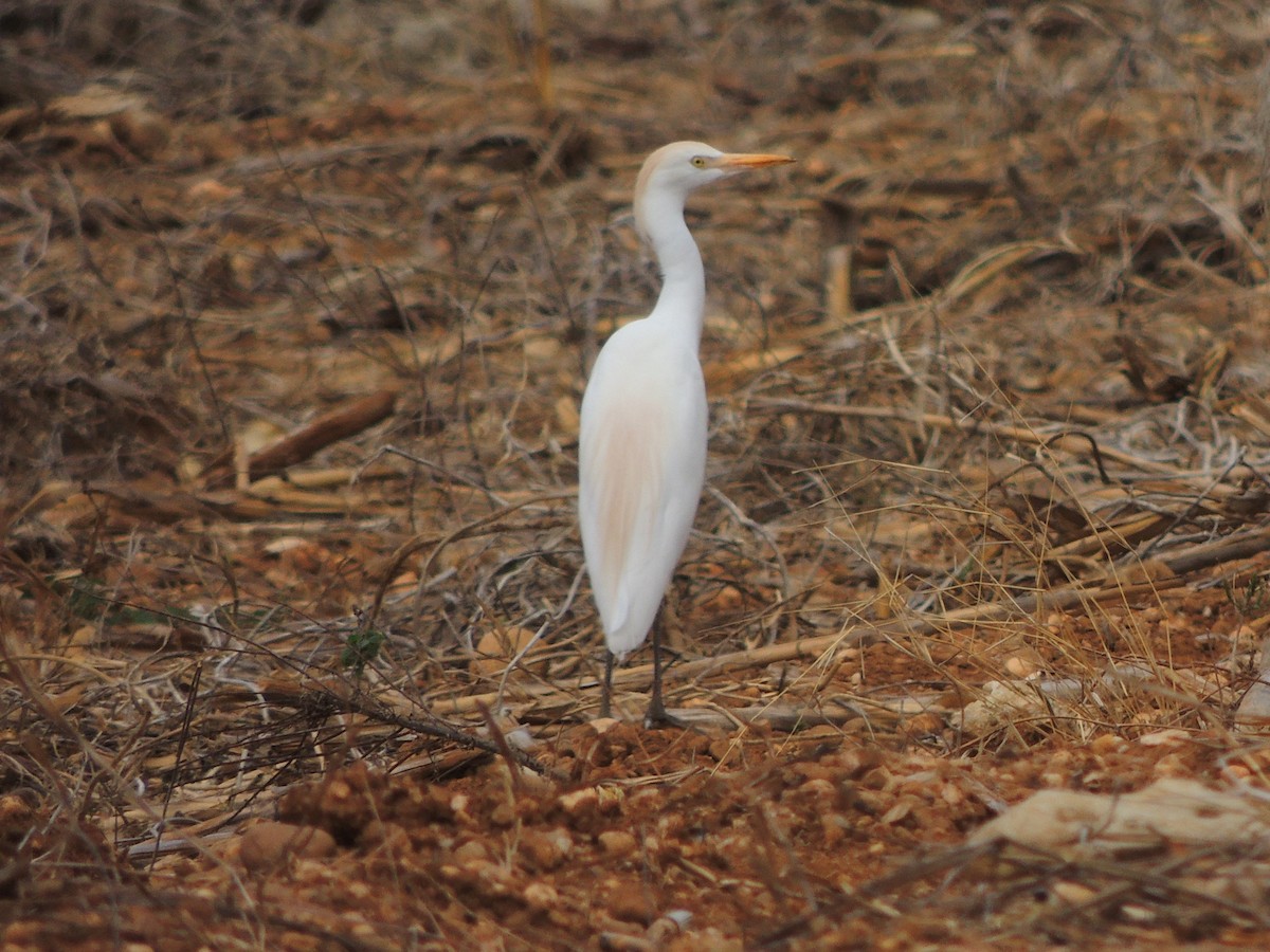 Western Cattle Egret - ML163813311