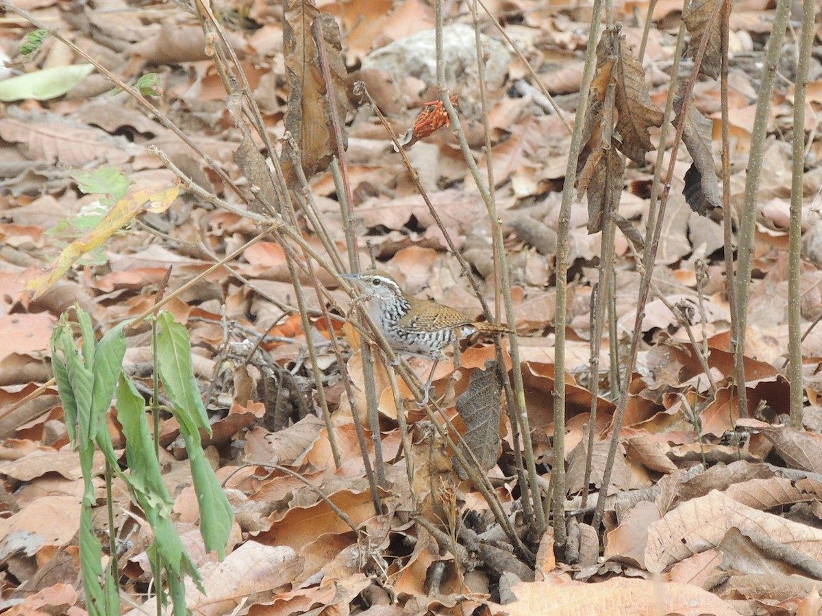 Banded Wren - ML163813431