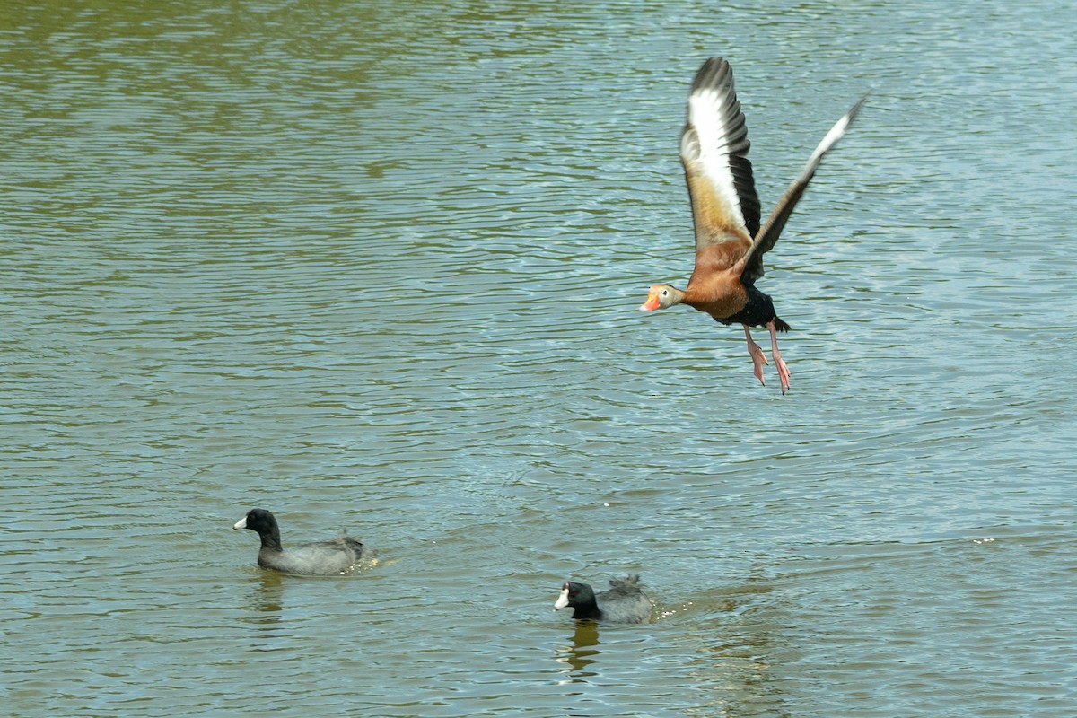 Dendrocygne à ventre noir - ML163813481