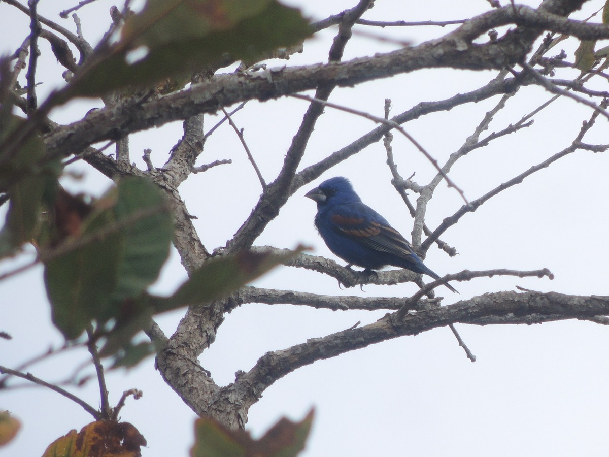 Guiraca bleu - ML163813521