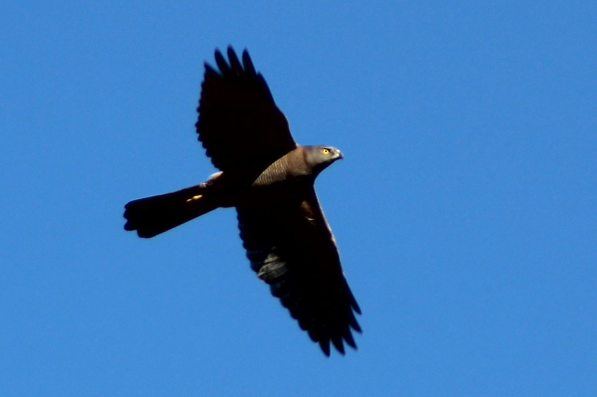 Brown Goshawk - ML163813801