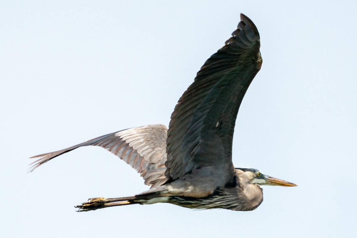 Great Blue Heron - ML163813861