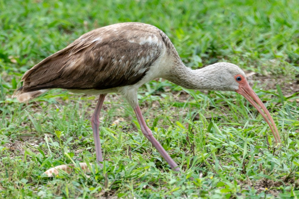 ibis bílý - ML163814481