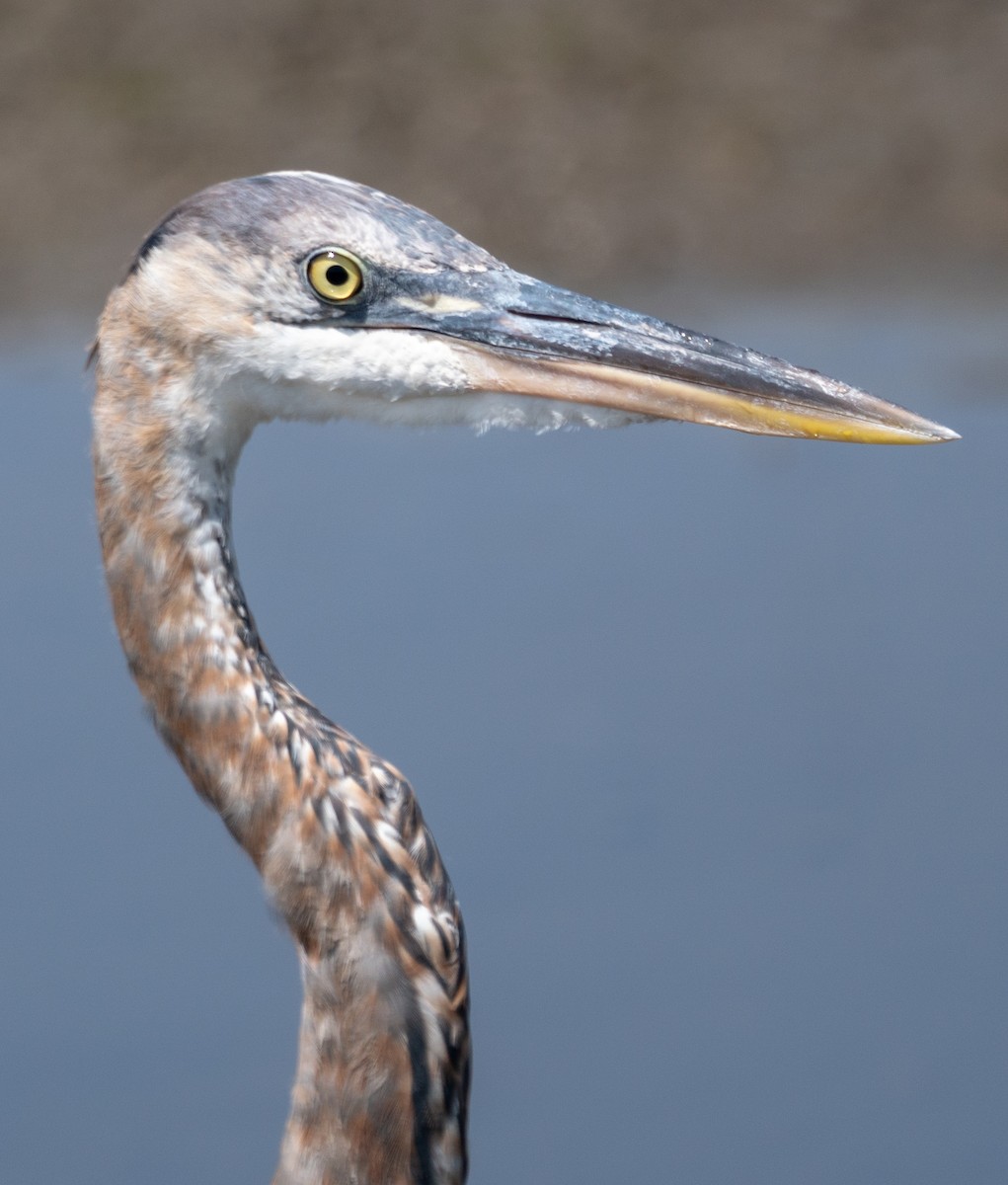 Great Blue Heron - ML163814851