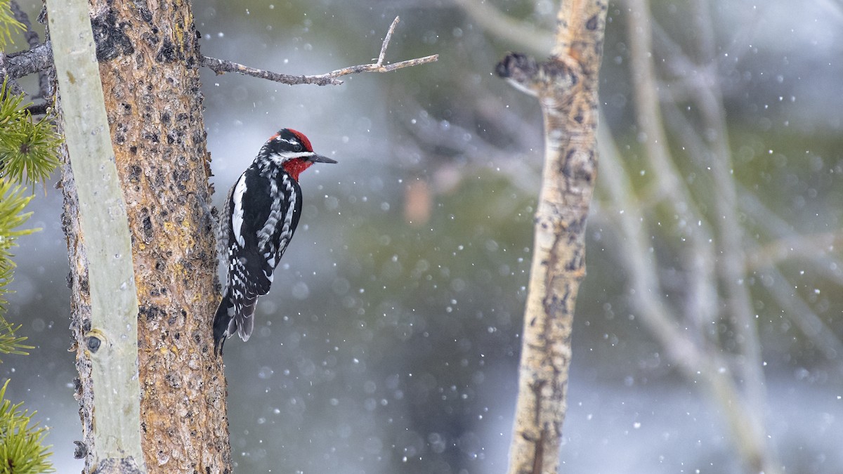 Red-naped Sapsucker - ML163814901