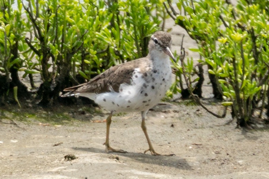 Spotted Sandpiper - ML163815131