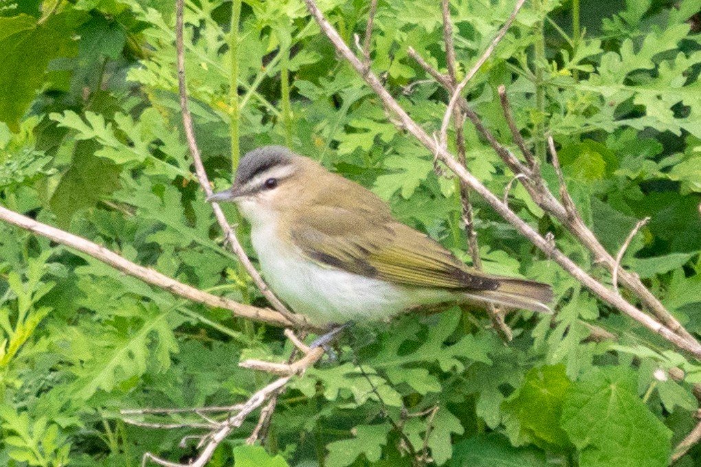 rødøyevireo - ML163815291