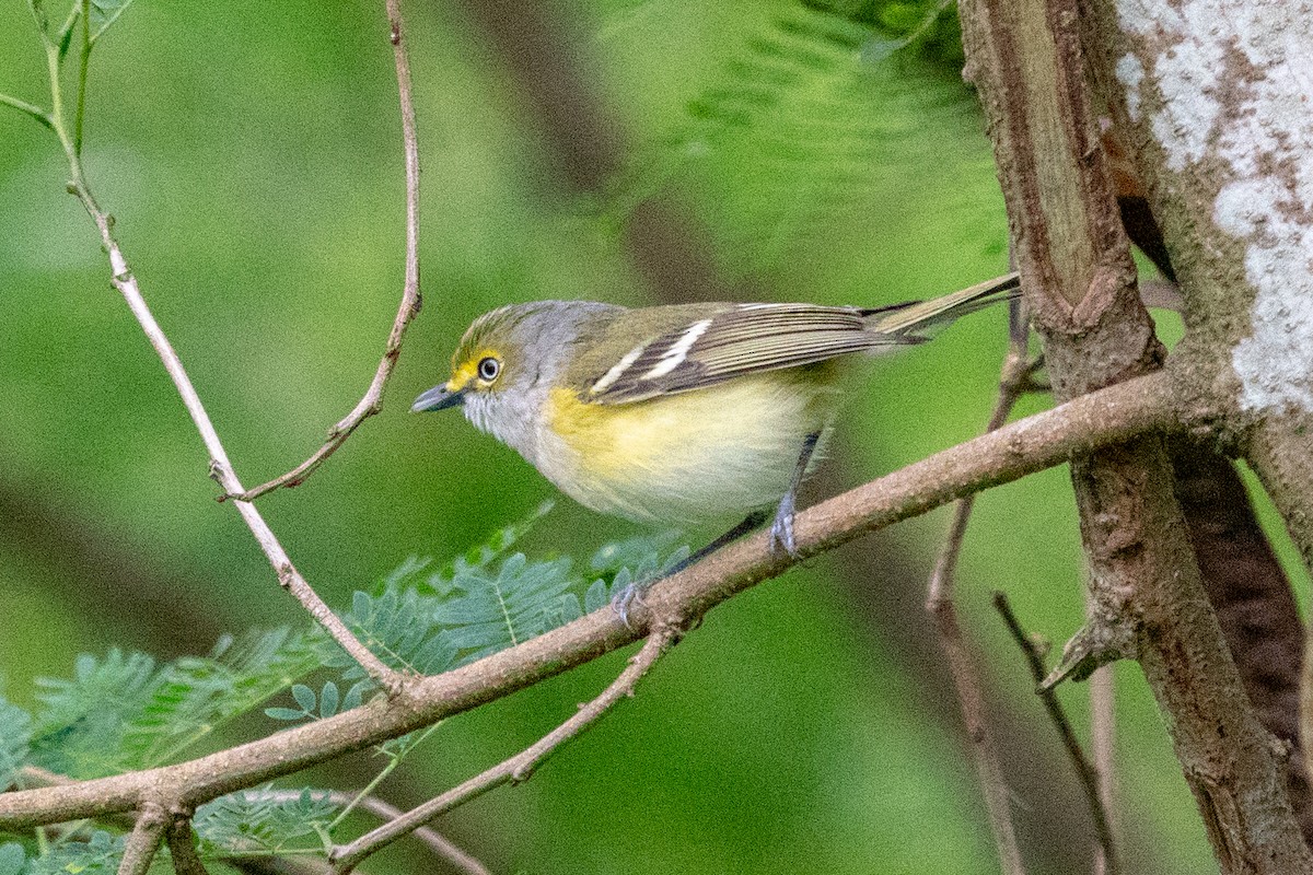 Ak Gözlü Vireo - ML163815531