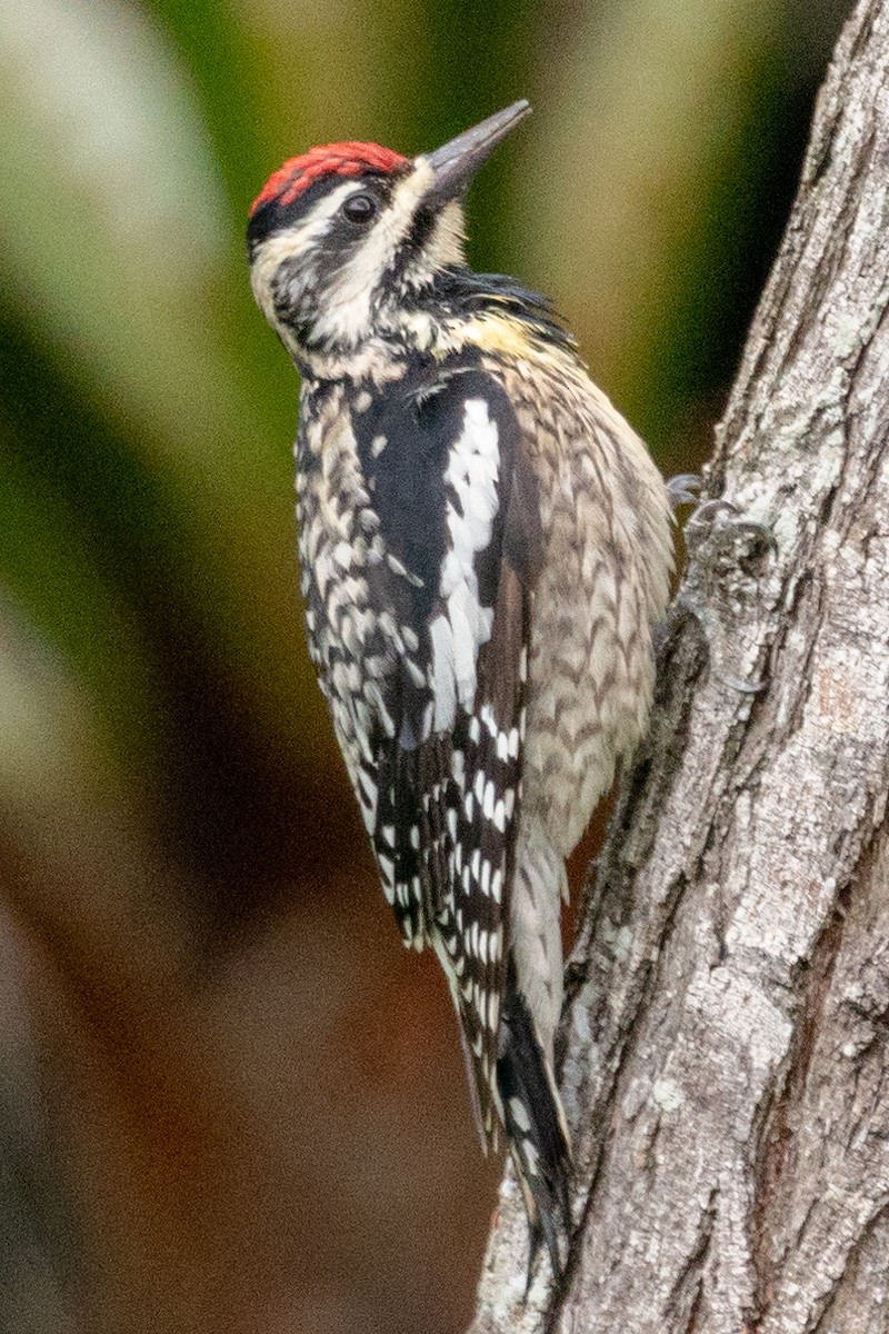 Yellow-bellied Sapsucker - ML163815581