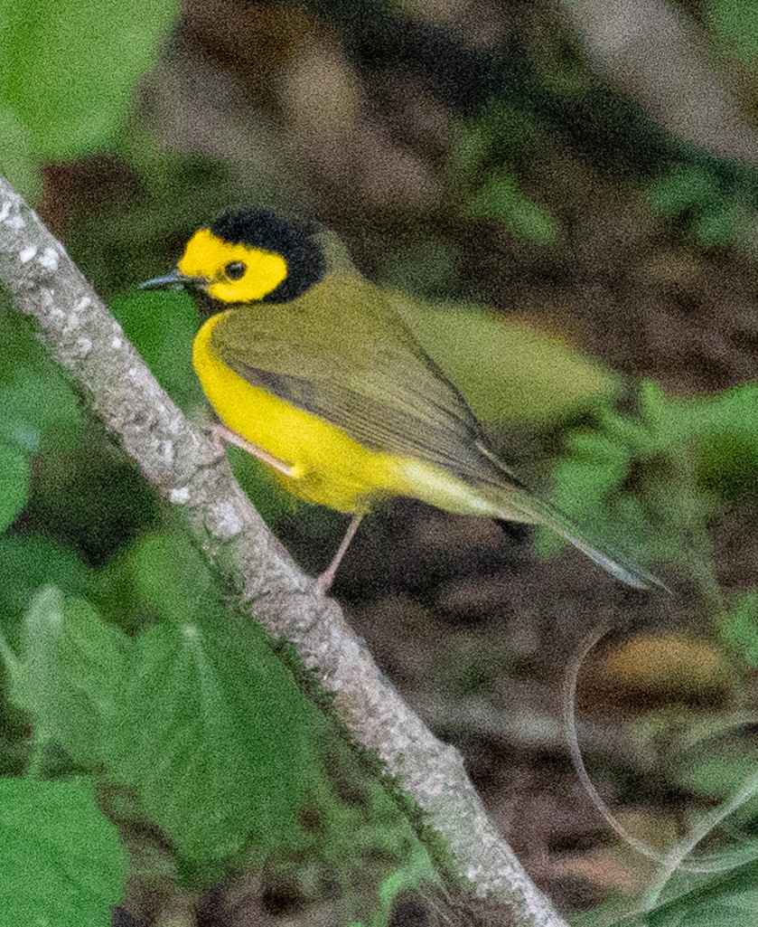 Hooded Warbler - ML163815801