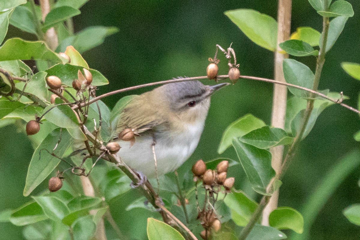 rødøyevireo - ML163815941