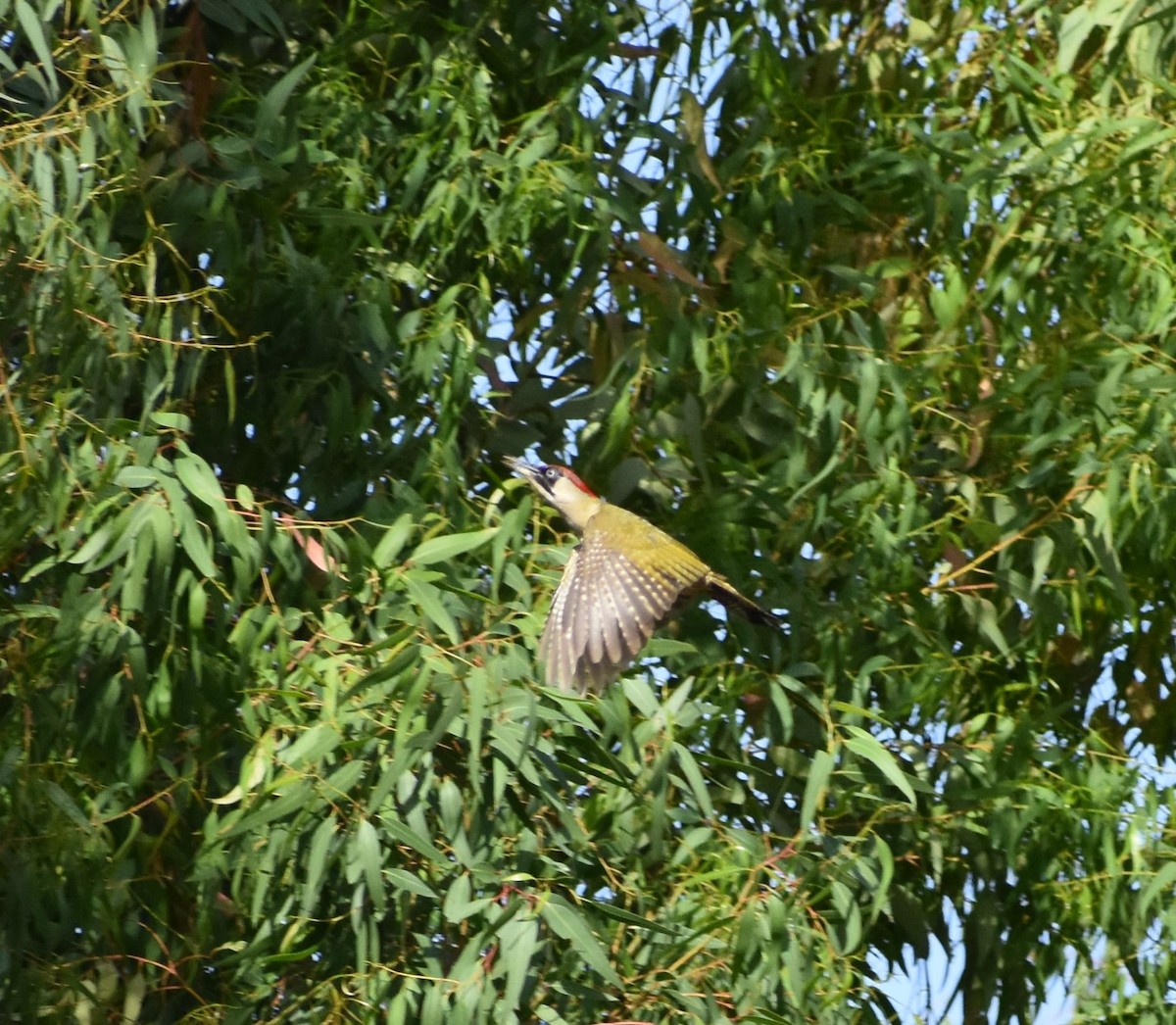 Eurasian Green Woodpecker - ML163816231