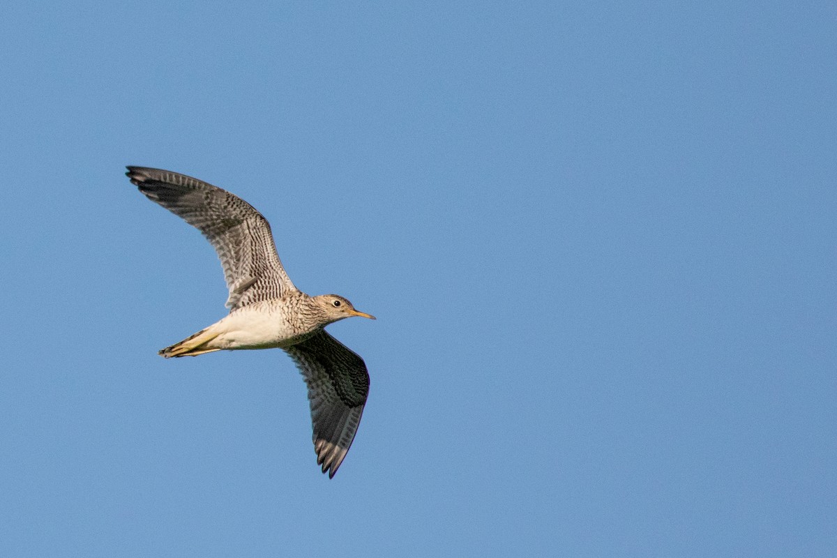 Upland Sandpiper - Tony Dvorak