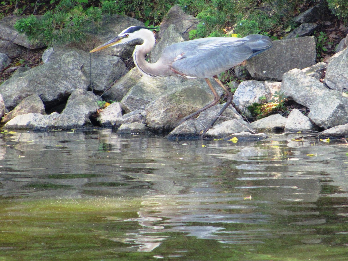 Great Blue Heron - ML163816921