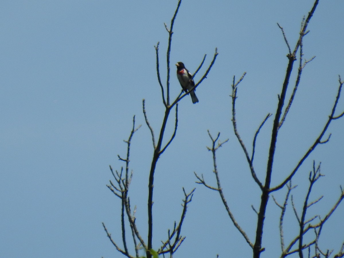 Rose-breasted Grosbeak - James Holsinger