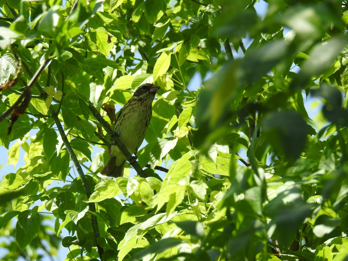 Rose-breasted Grosbeak - ML163820751