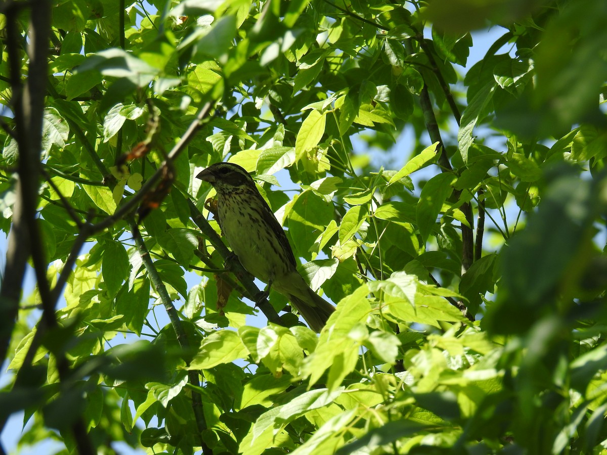 Rose-breasted Grosbeak - ML163820781