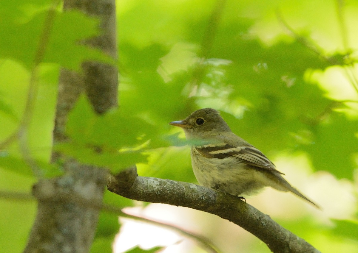Acadian Flycatcher - ML163821511