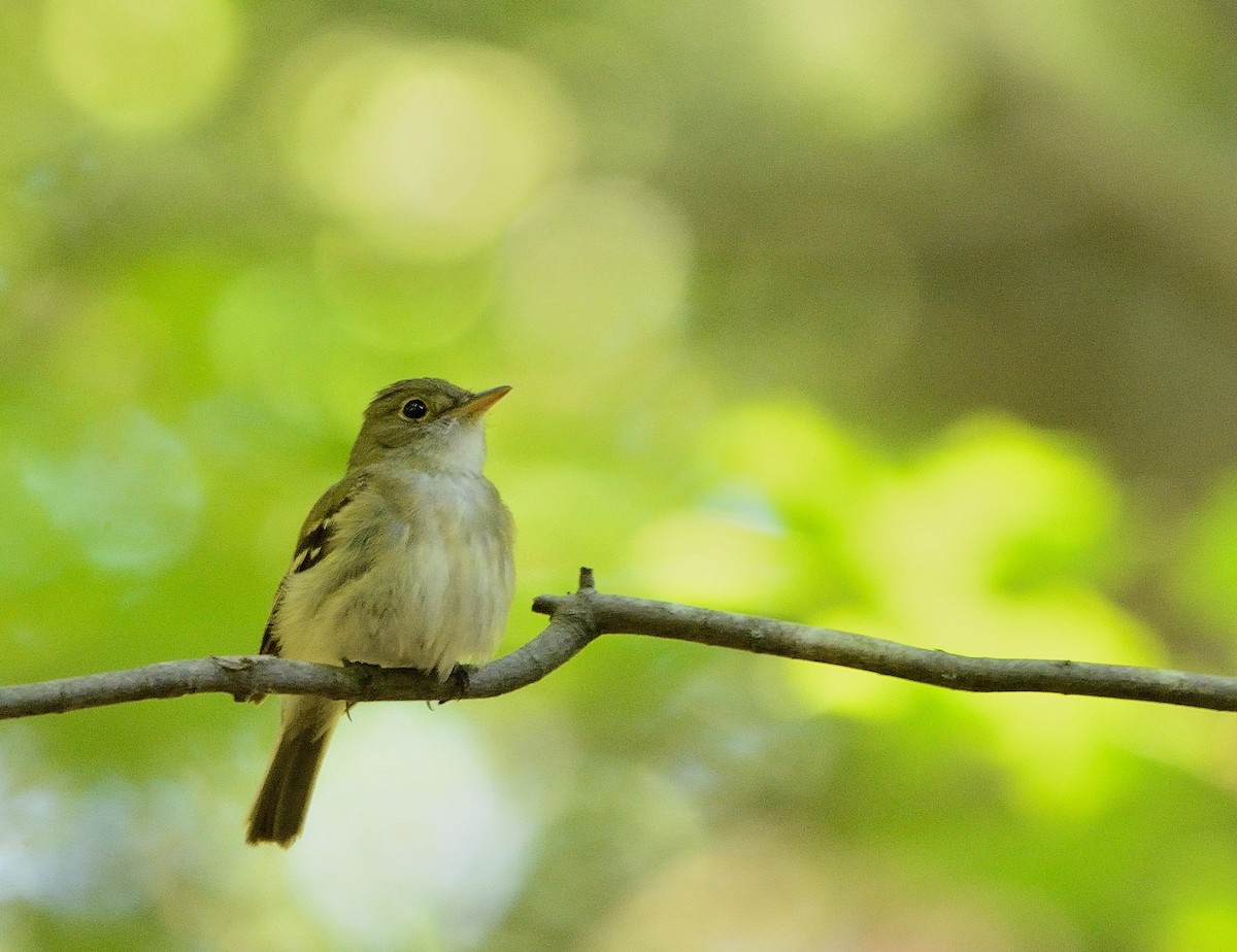 Acadian Flycatcher - ML163821521