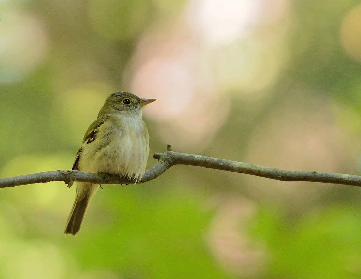 Acadian Flycatcher - ML163821531