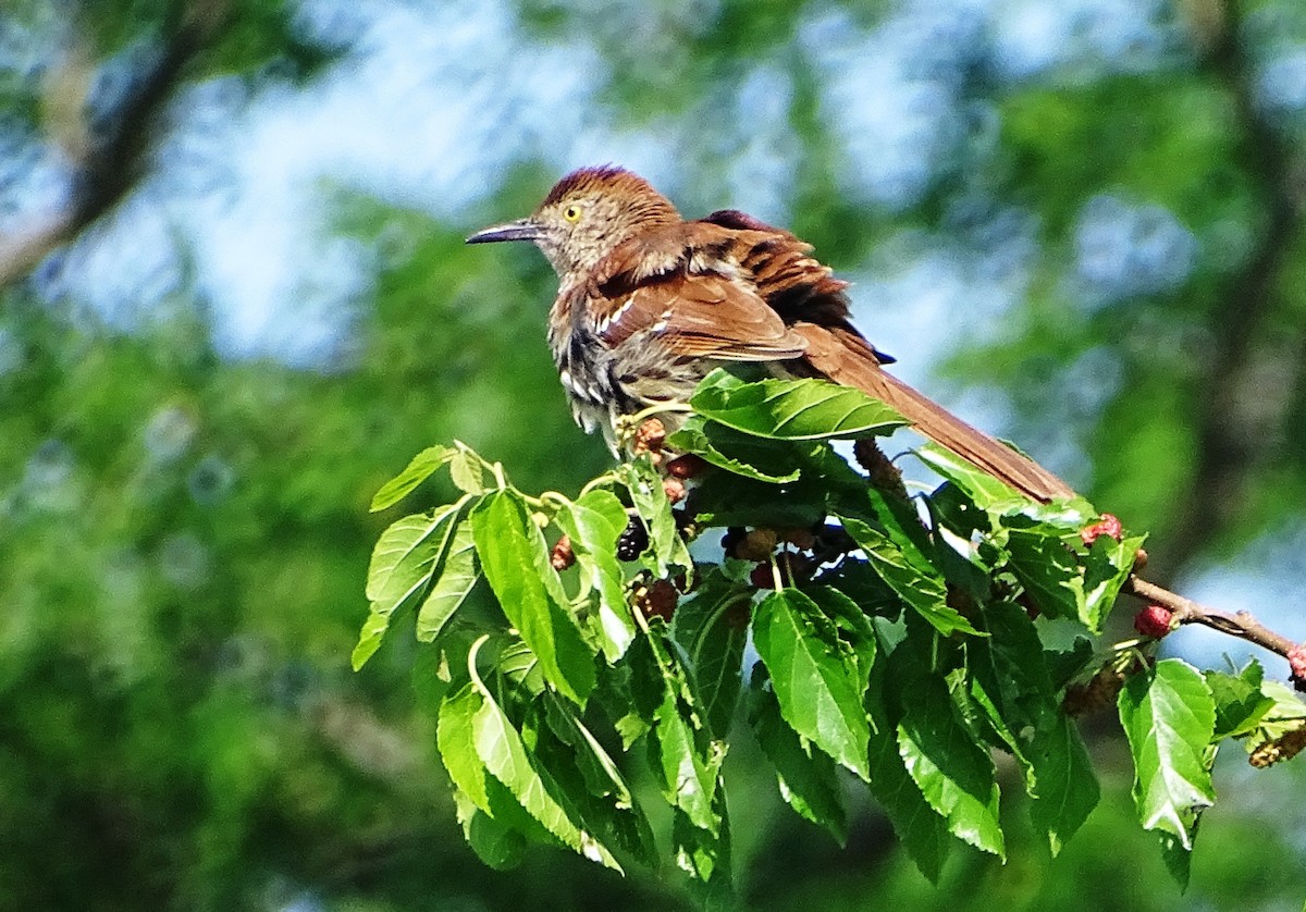 Brown Thrasher - ML163821541