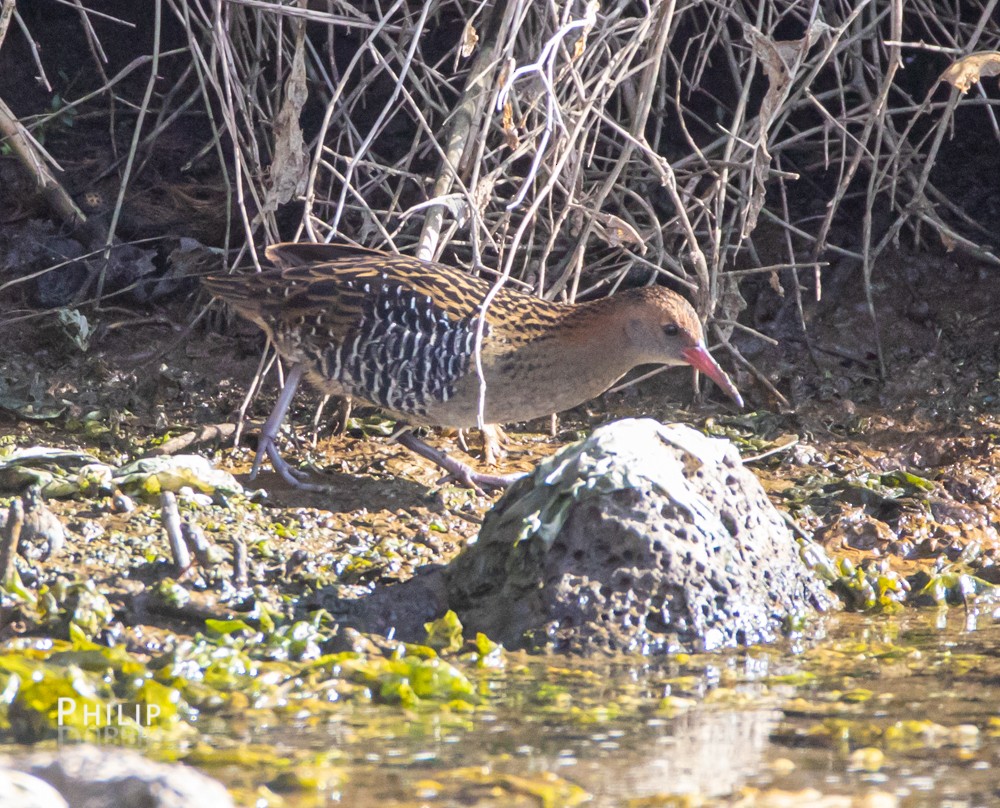 Lewin's Rail - ML163821961