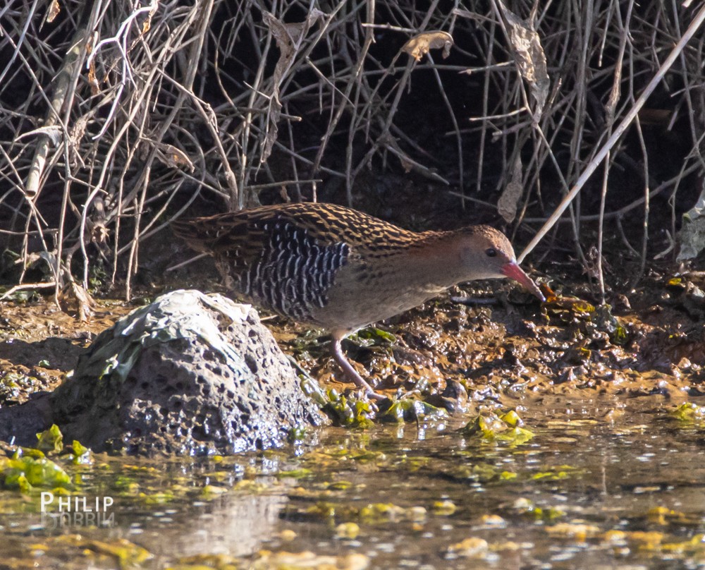 Lewin's Rail - ML163821971