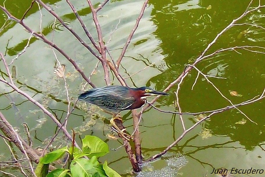 Green Heron - Juan Escudero