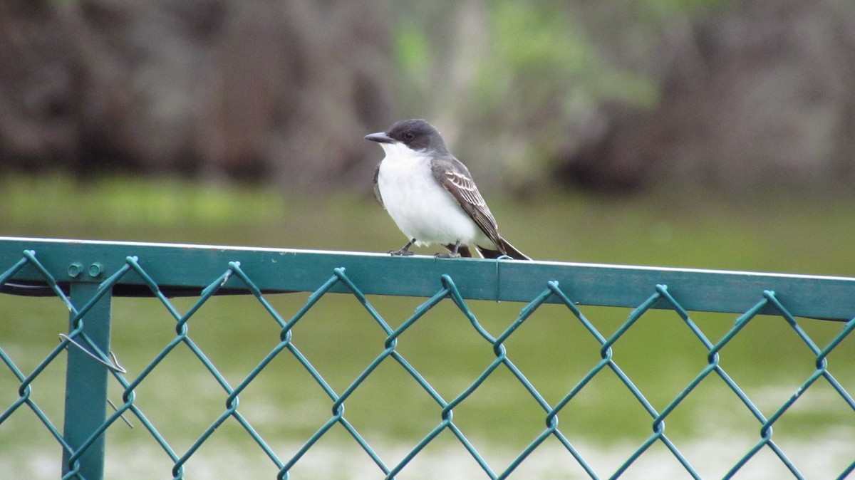 Eastern Kingbird - Daniel Demers 🦉