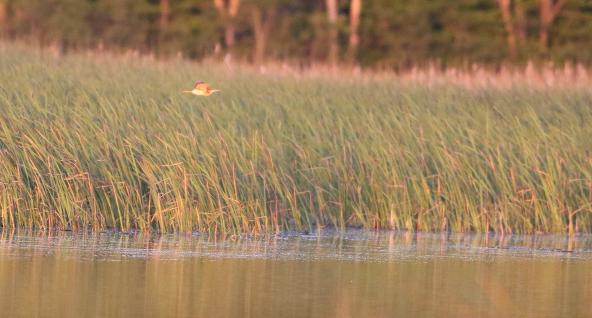 Least Bittern - ML163824271