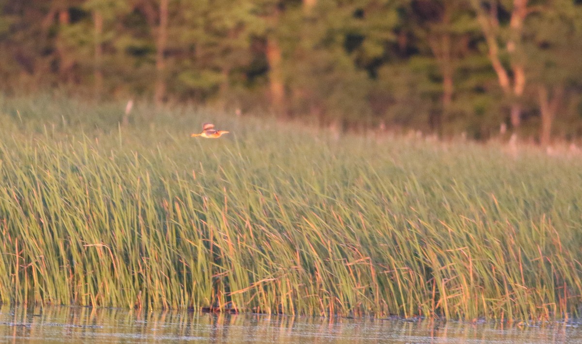 Least Bittern - ML163824281