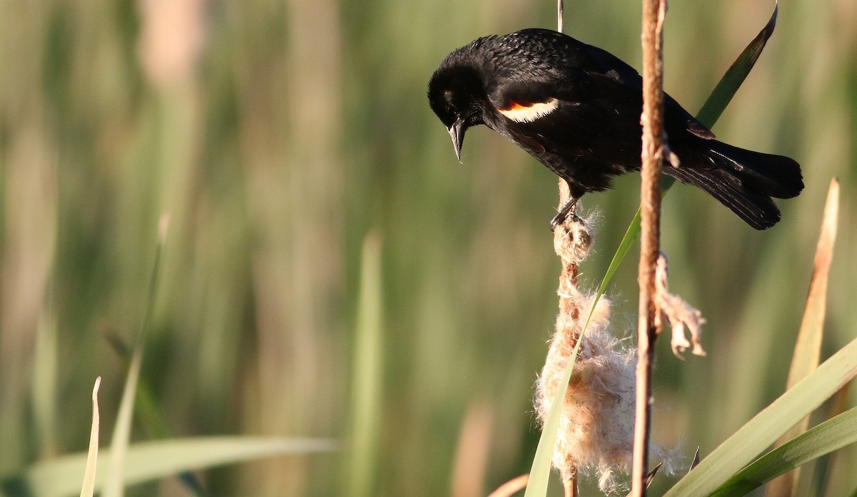 Red-winged Blackbird - ML163824661