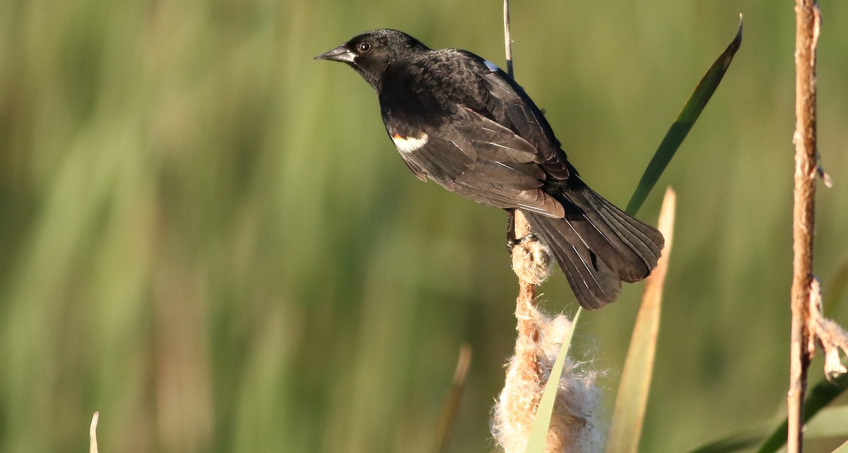 Red-winged Blackbird - ML163824671