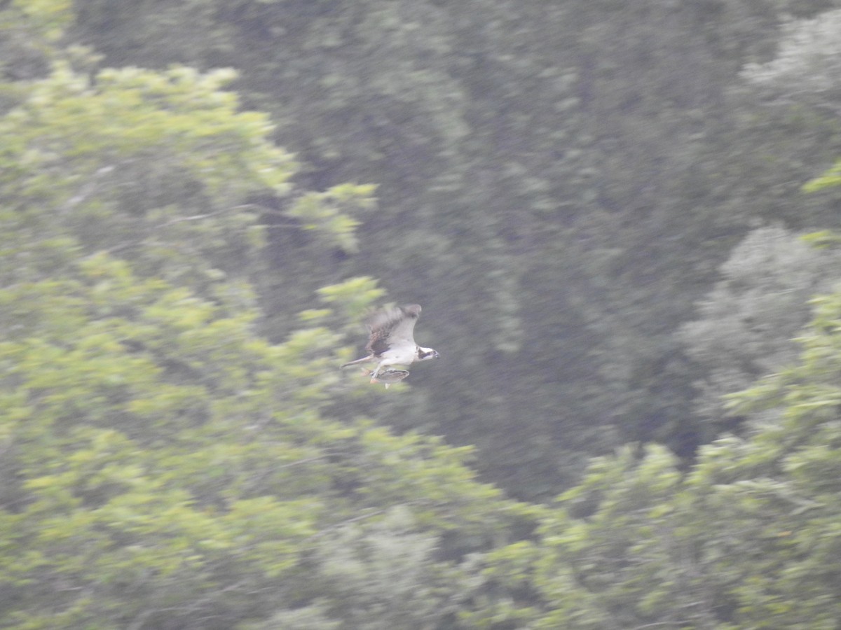 orlovec říční - ML163826311