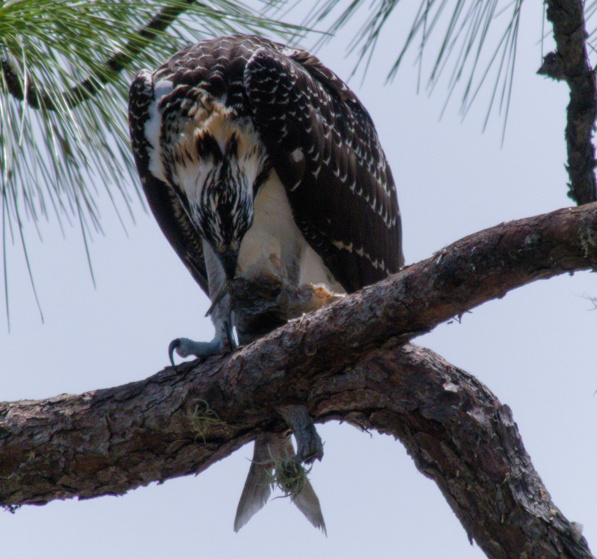 Osprey - ML163826801