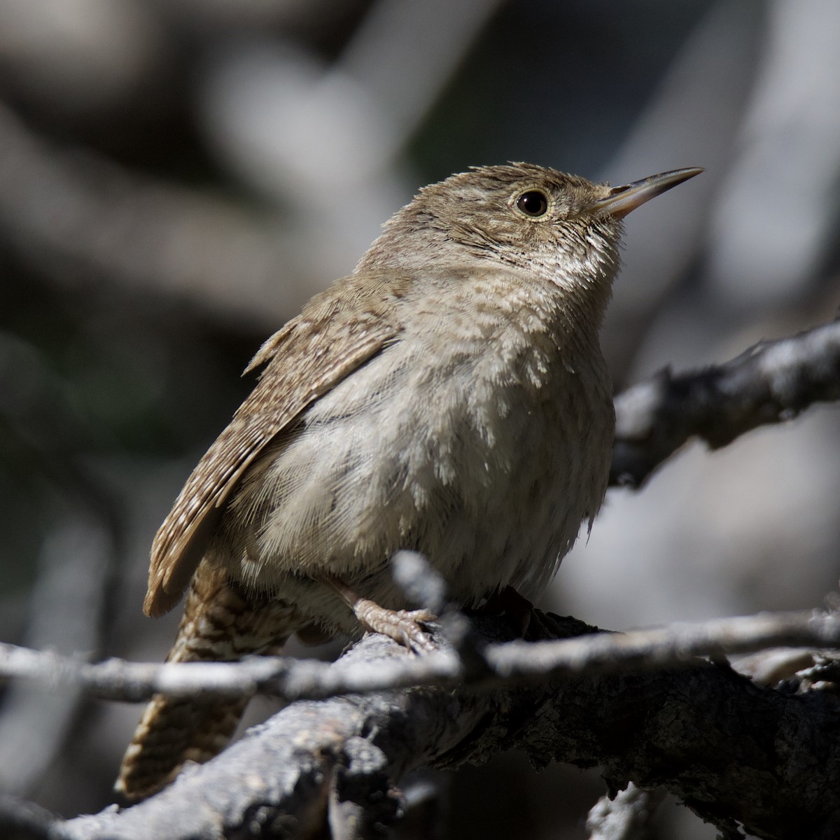 House Wren - Charlotte Allen